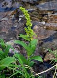 Veratrum oxysepalum