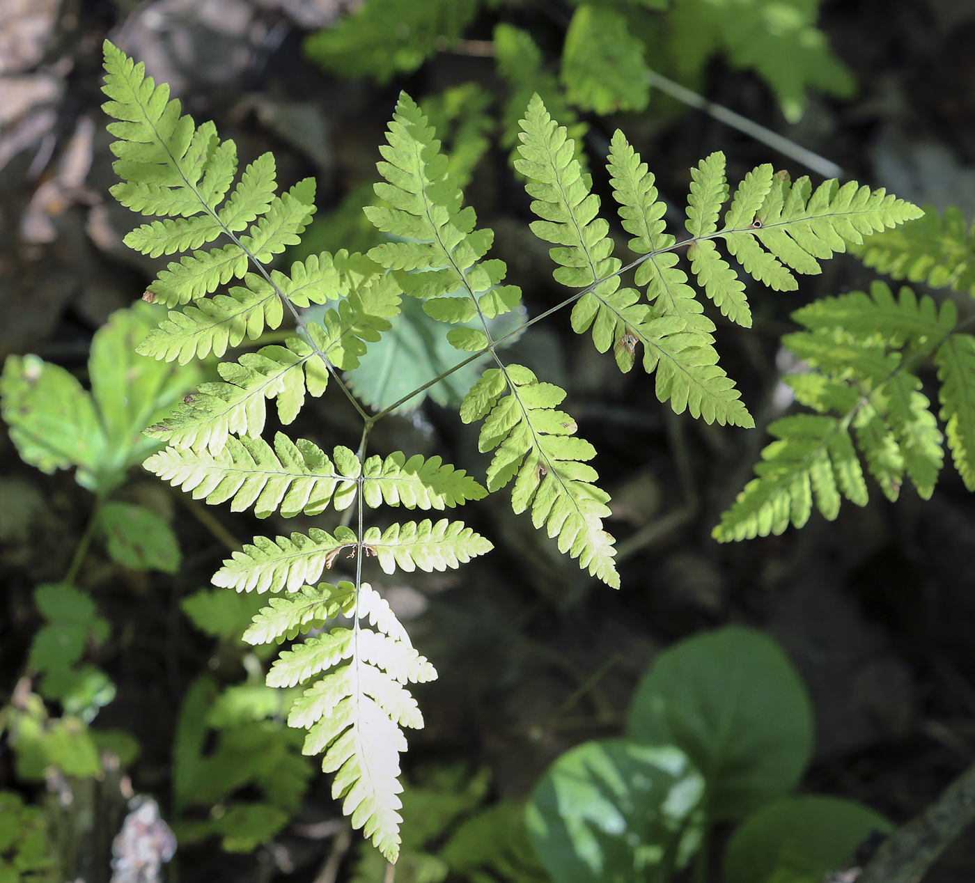 Image of Gymnocarpium dryopteris specimen.