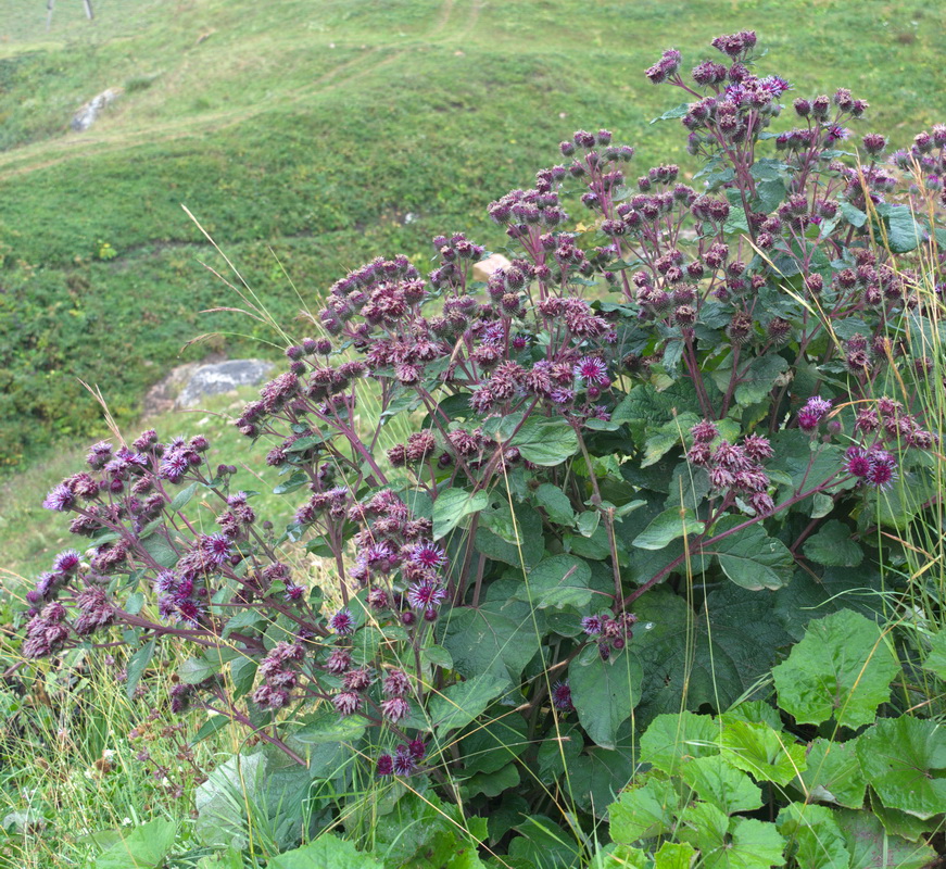 Изображение особи род Arctium.