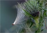 Cirsium vulgare. Зрелый плод-семянка с характерными для рода хохолками из перистых волосков. Московская обл., Раменский р-н, окр. дер. Хрипань, садовый участок. 02.09.2023.