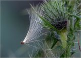 Cirsium vulgare