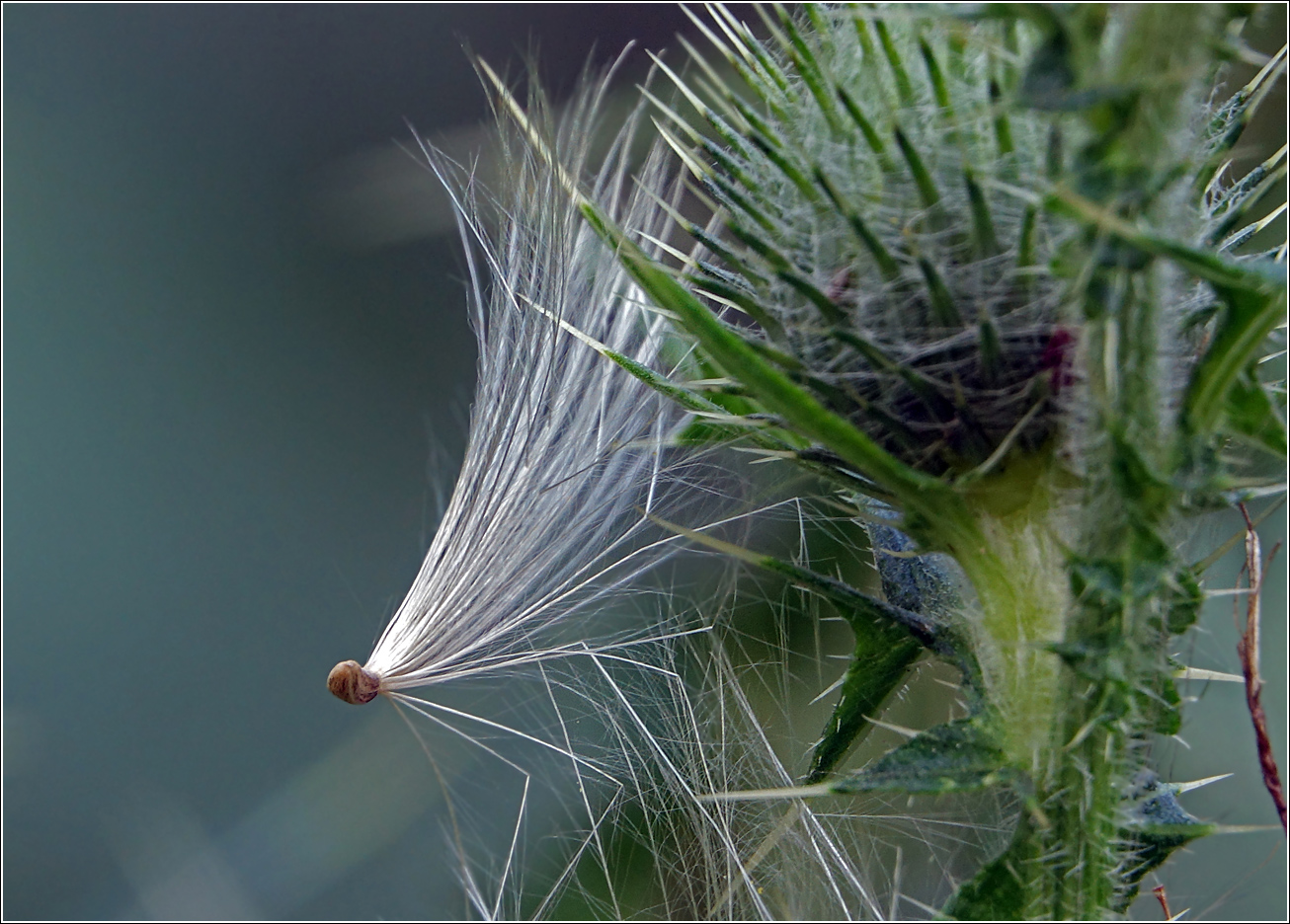 Изображение особи Cirsium vulgare.