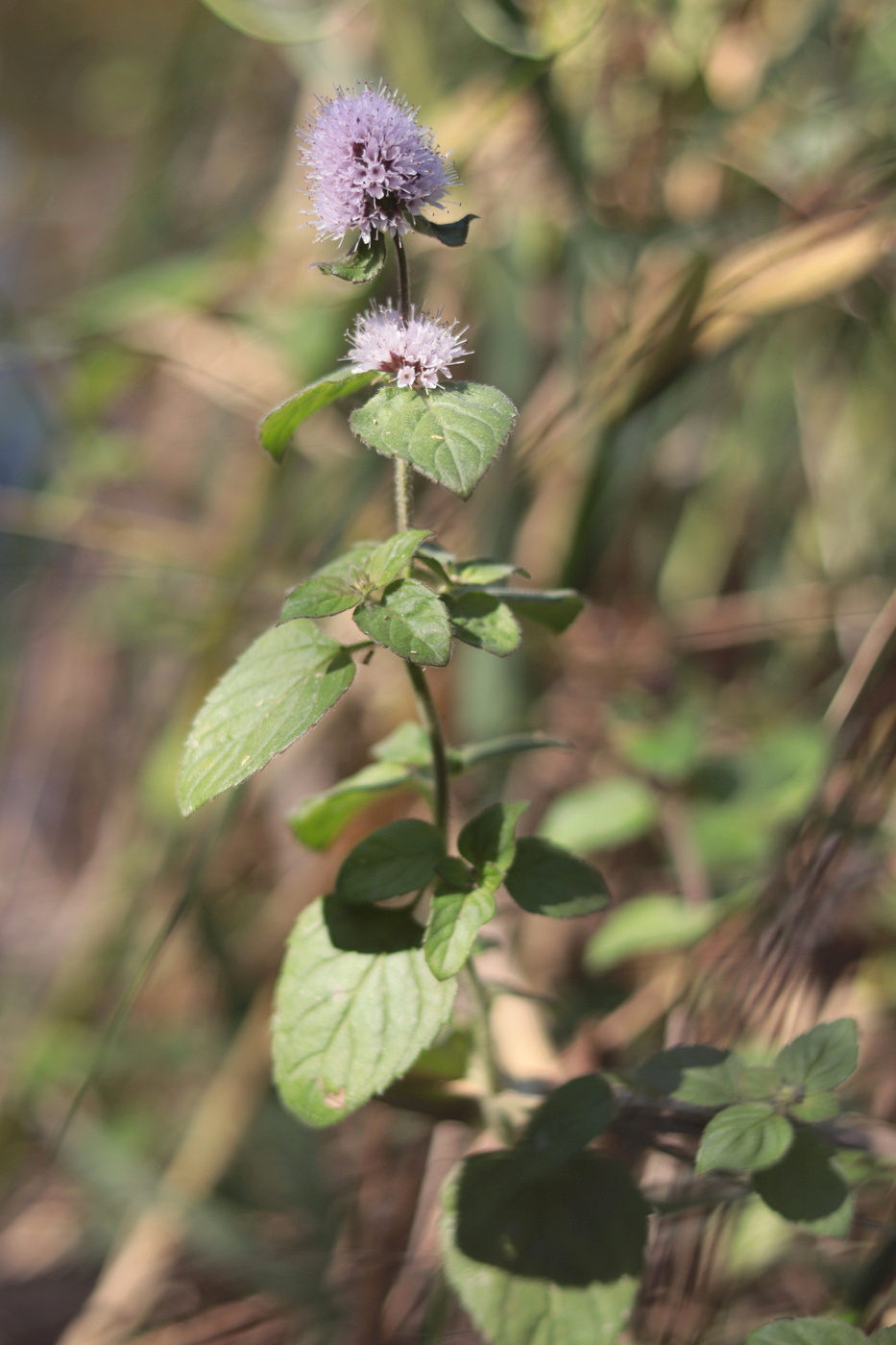 Image of Mentha aquatica specimen.