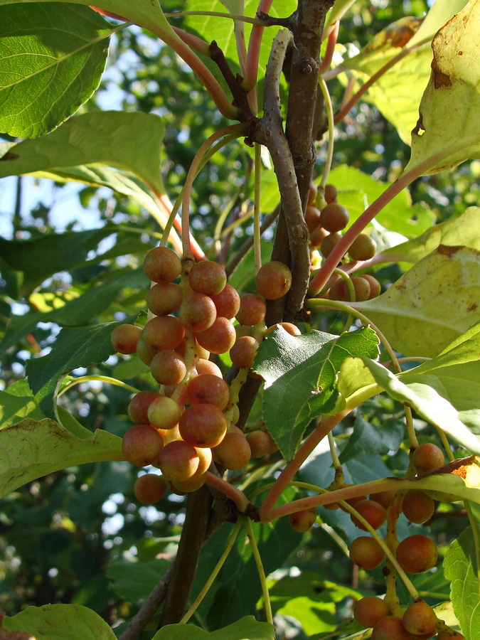 Изображение особи Schisandra chinensis.