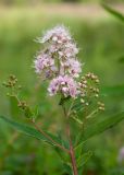 Spiraea salicifolia. Верхушка веточки с цветущим и бутонизирующими соцветиями. Республика Саха (Якутия), Горный улус, Мытахский наслег, окр. базы \"Уораннах\", опушка березняка. 23.07.2023.