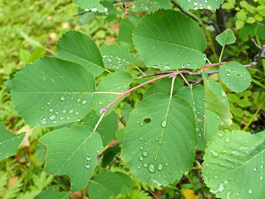 Image of genus Amelanchier specimen.