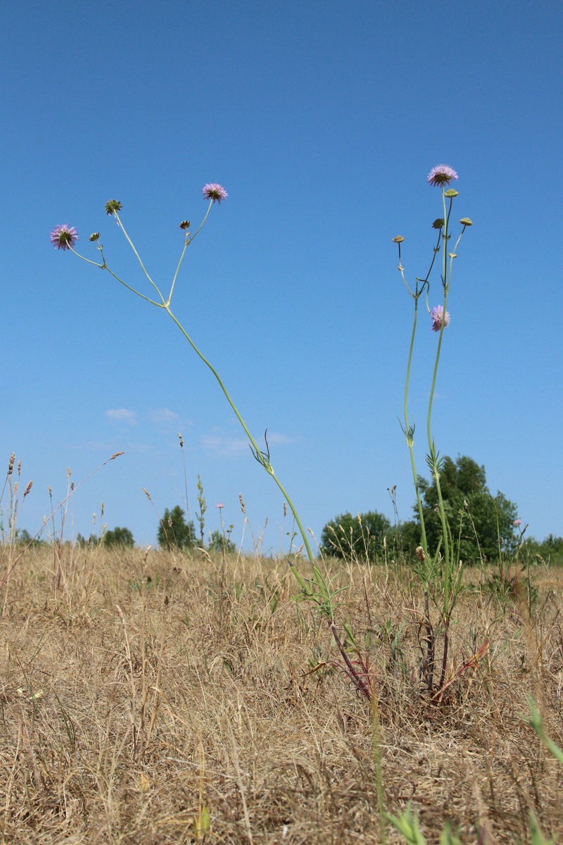Изображение особи Knautia arvensis.