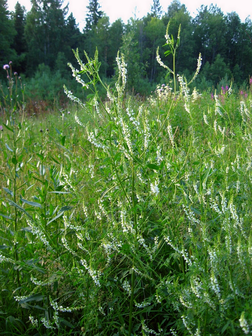 Изображение особи Melilotus albus.