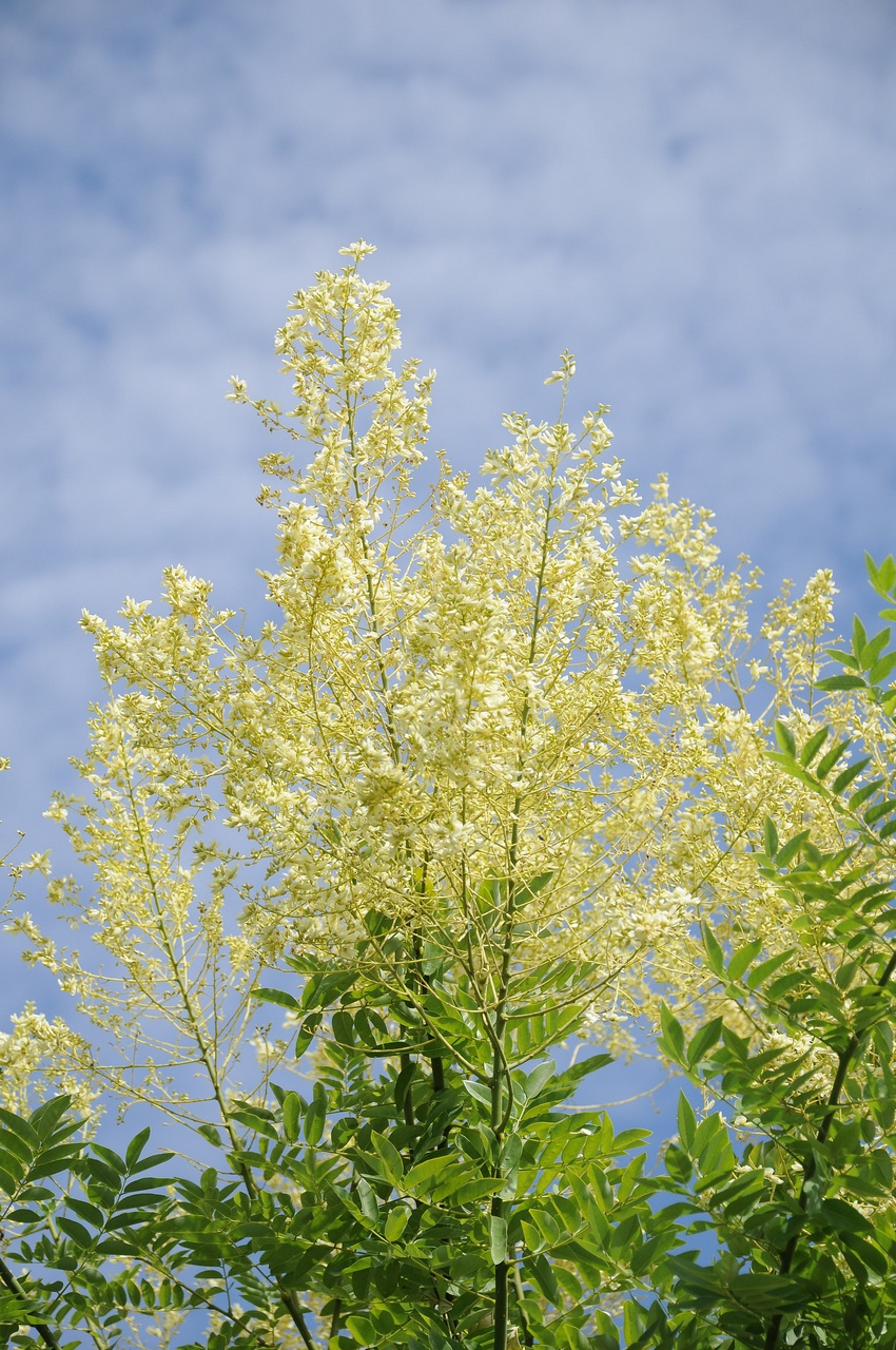 Image of Styphnolobium japonicum specimen.