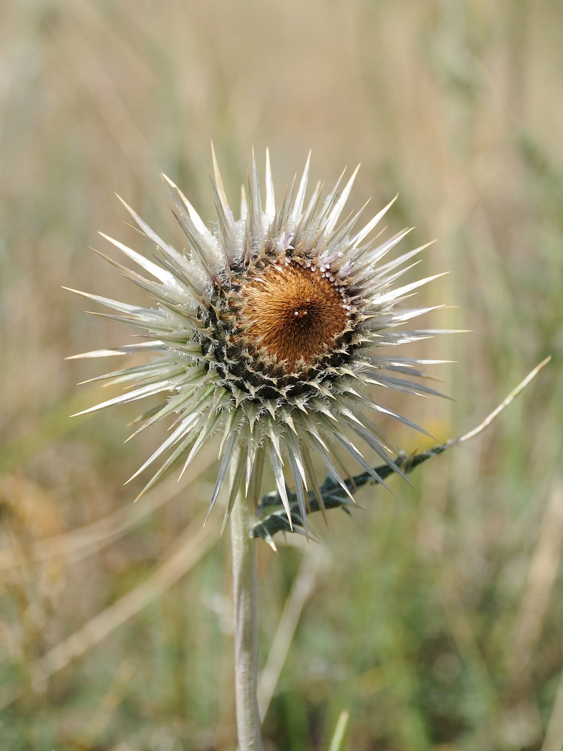 Image of Alfredia nivea specimen.