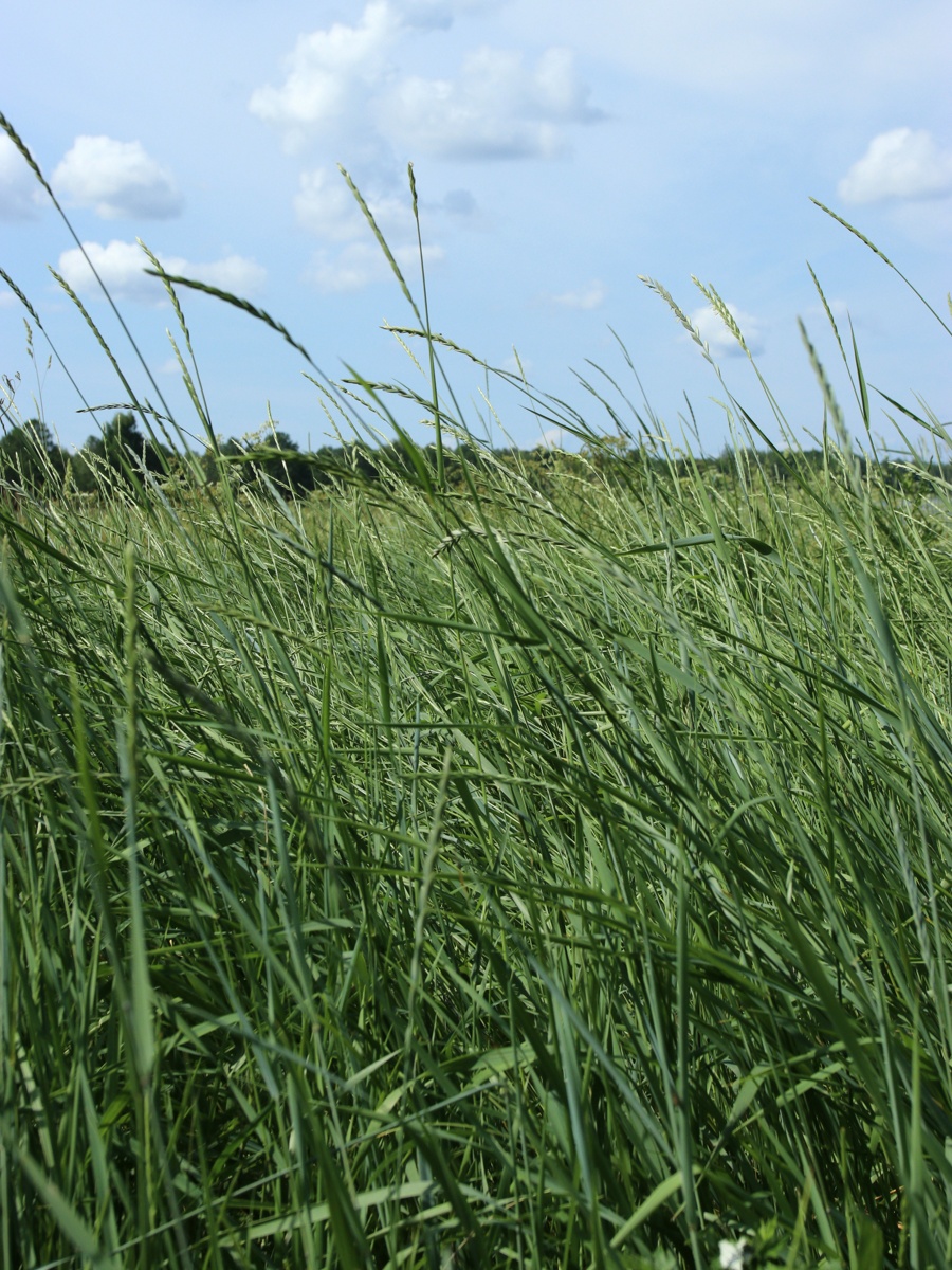 Изображение особи Elytrigia repens.