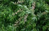 genus Salix. Ветви плодоносящего растения. Красноярский край, Берёзовский р-н, долина р. Мана, берег реки. 06.06.2022.