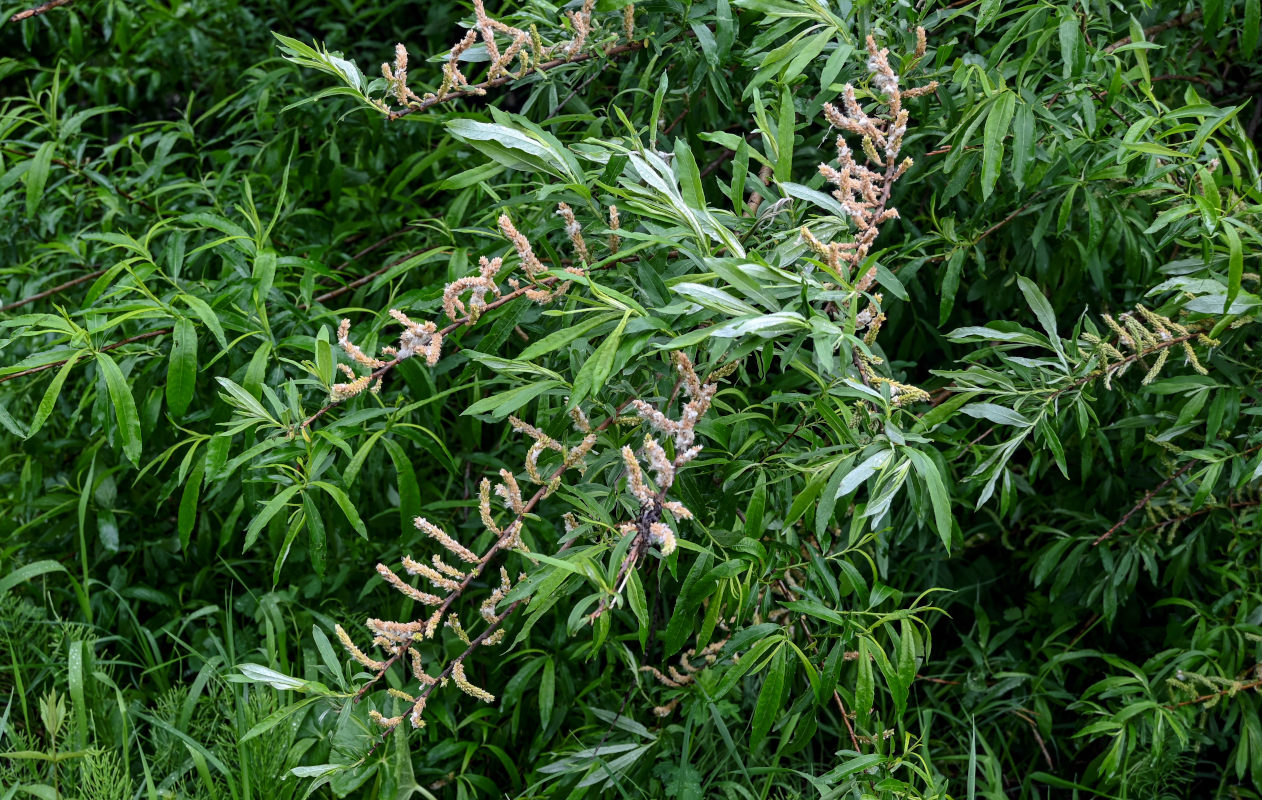 Image of genus Salix specimen.