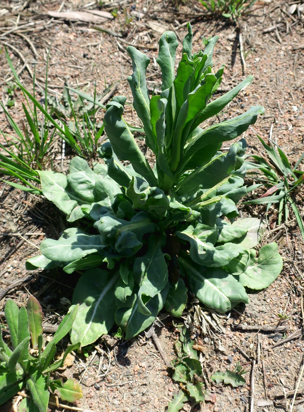 Image of genus Isatis specimen.