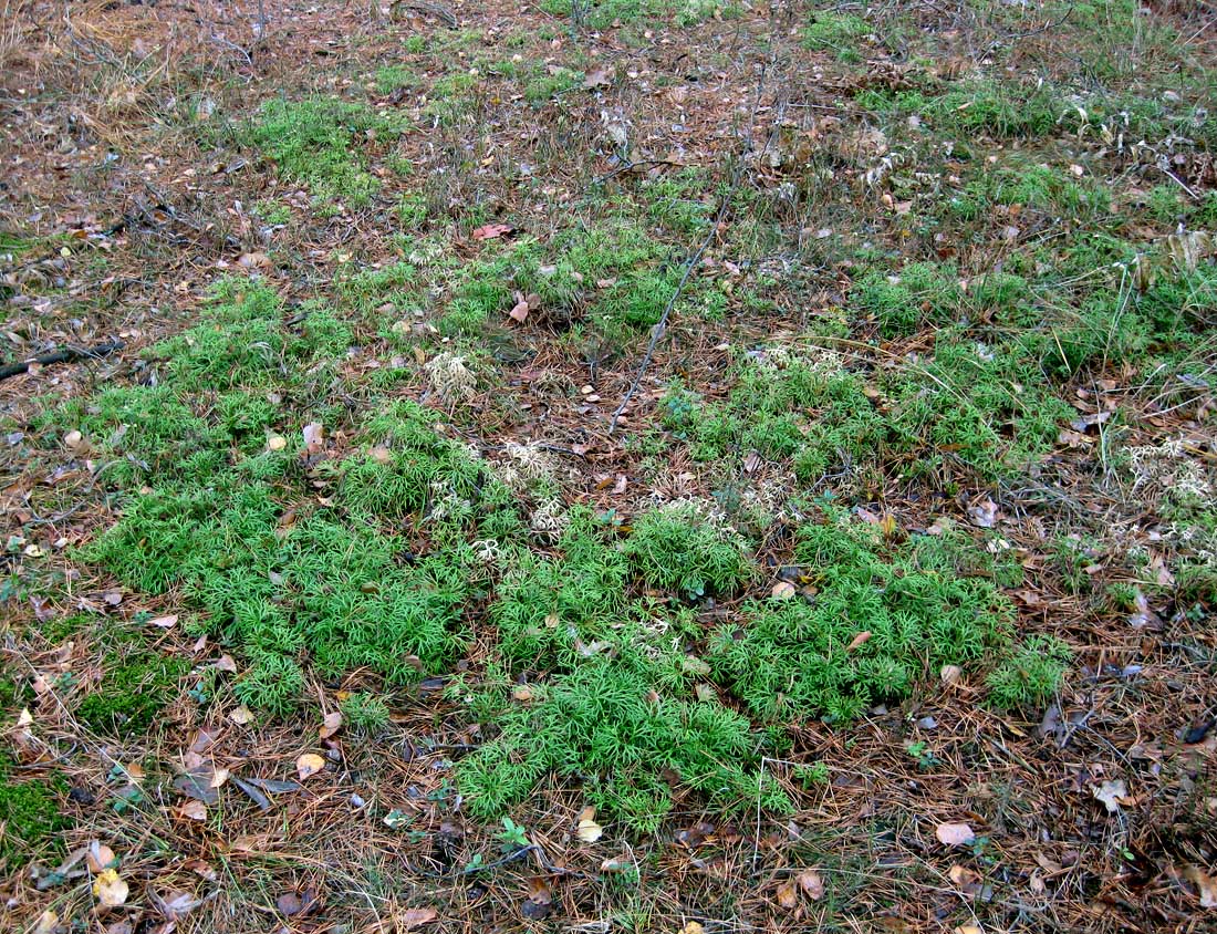 Image of Diphasiastrum &times; zeilleri specimen.