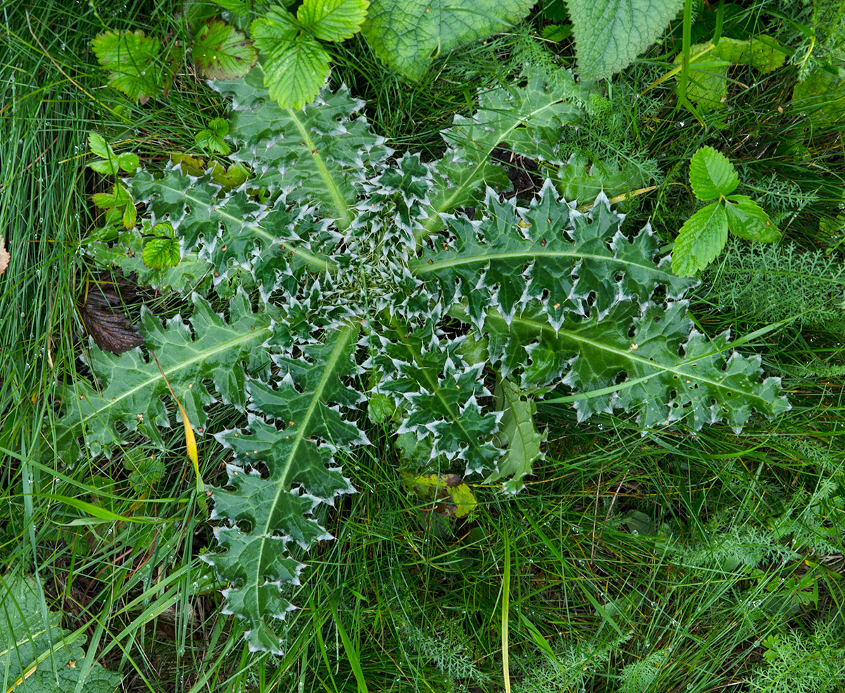 Image of Carduus thoermeri specimen.