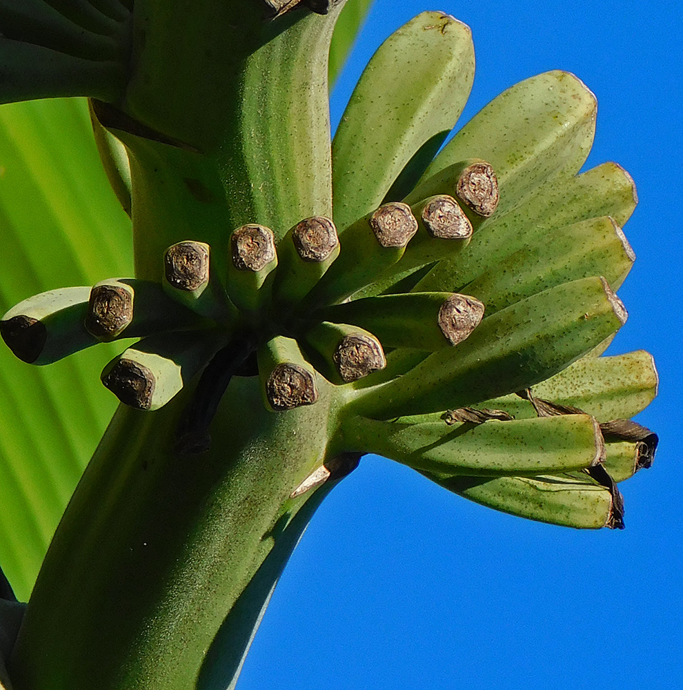 Image of Musa basjoo specimen.