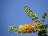 Caesalpinia spinosa