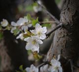 Prunus cerasifera. Цветки. Ростовская обл., г. Донецк, озеленение. 09.04.2024.