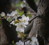 Prunus cerasifera