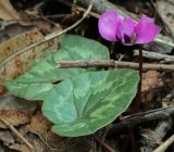 Cyclamen coum. Цветок и листья. Абхазия, Рицинский реликтовый национальный парк, северный берег оз. Рица, ≈ 900 м н.у.м., широколиственный лес. 13.04.2024.