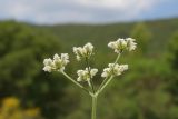 Torilis arvensis