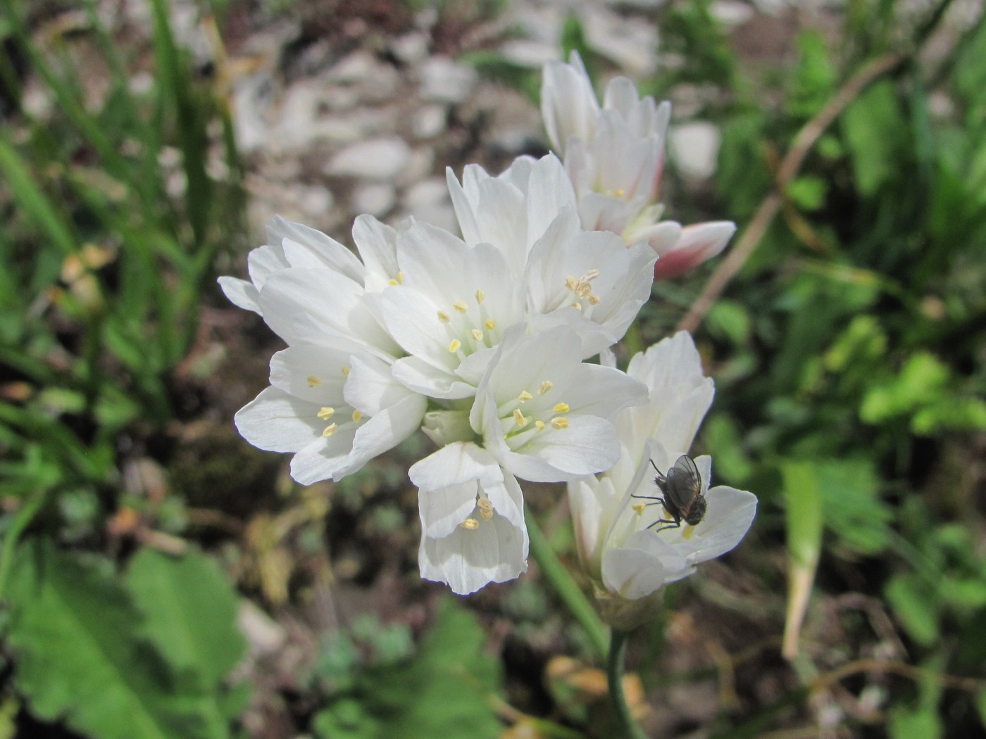 Image of Allium circassicum specimen.