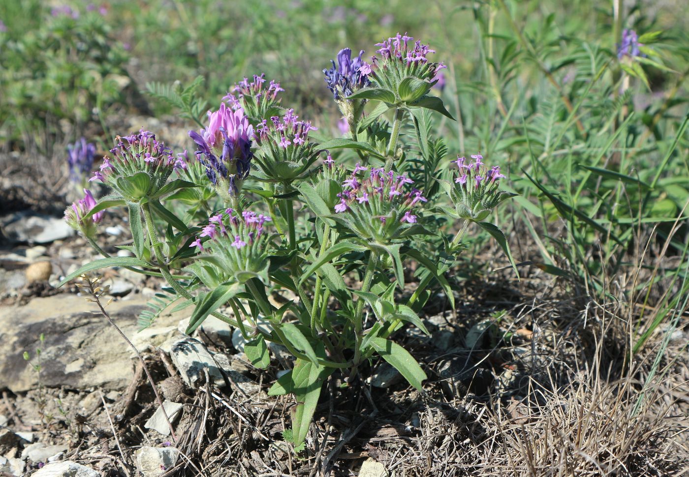 Изображение особи Ziziphora capitata.