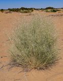 семейство Poaceae