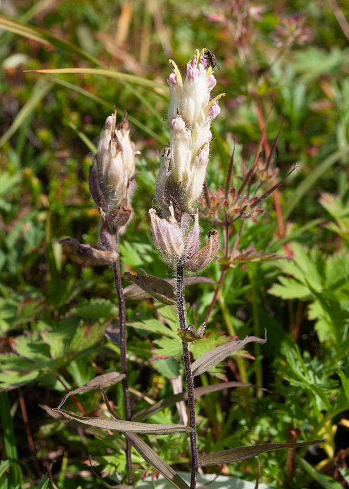 Изображение особи Castilleja pavlovii.