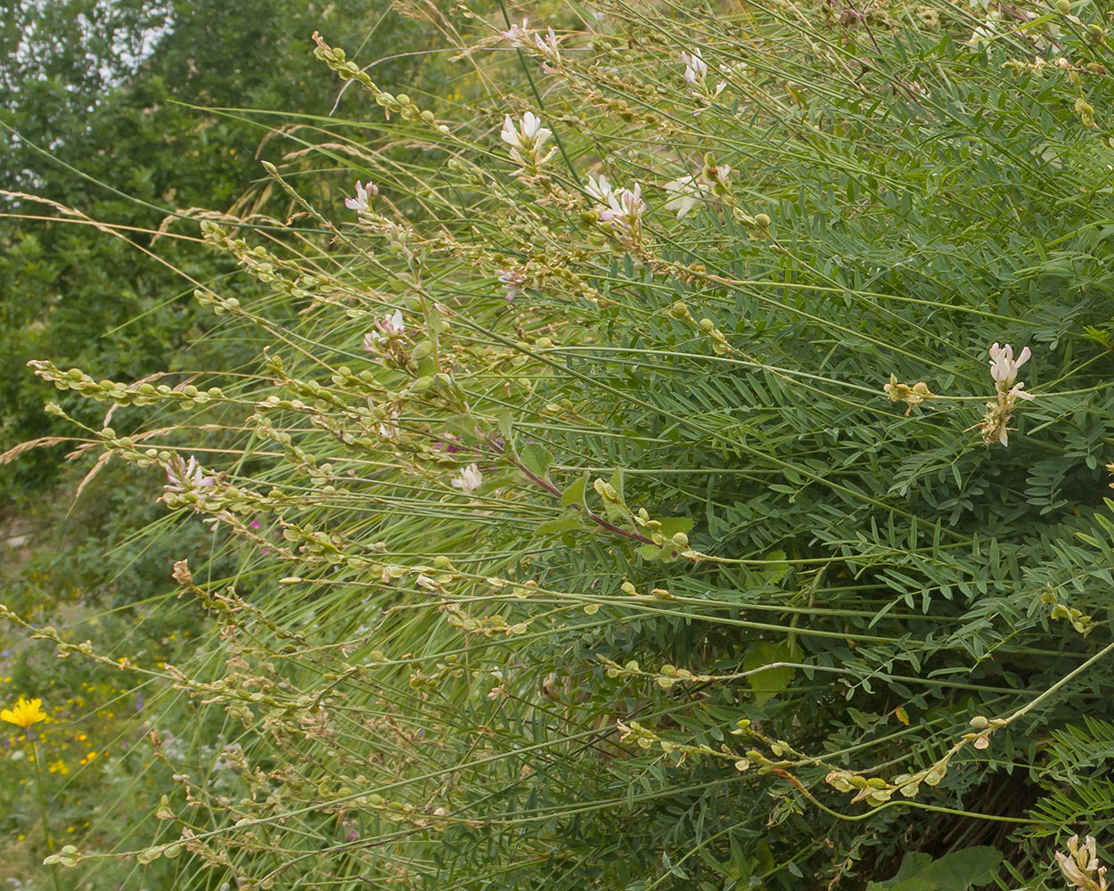 Image of Onobrychis petraea specimen.