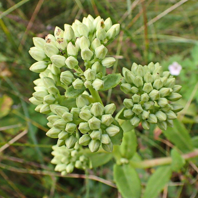 Image of Hylotelephium pallescens specimen.