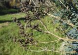 genus Ruta. Верхушки сухих побегов с соплодиями. Испания, Каталония, пров. Жирона, комарка Баш Эмпорда, муниципалитет Калонже, между камней укрепления берега р. Рифред. 29.12.2024.
