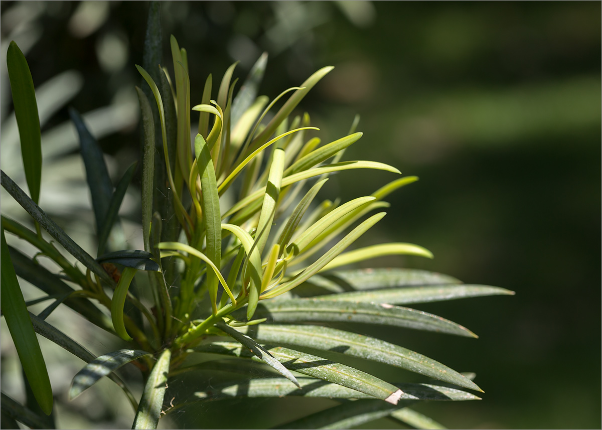Image of Podocarpus macrophyllus specimen.