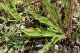 Scorzonera humilis
