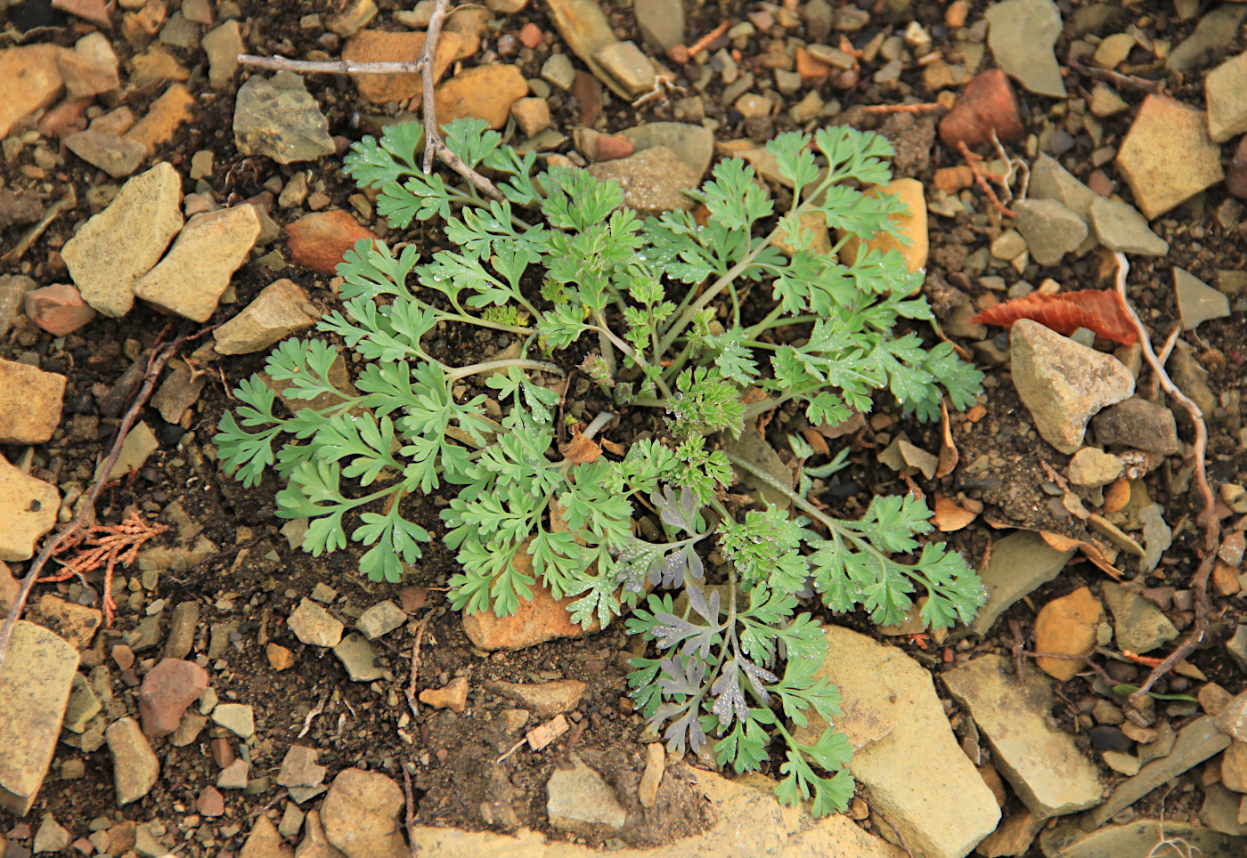 Изображение особи Fumaria officinalis.