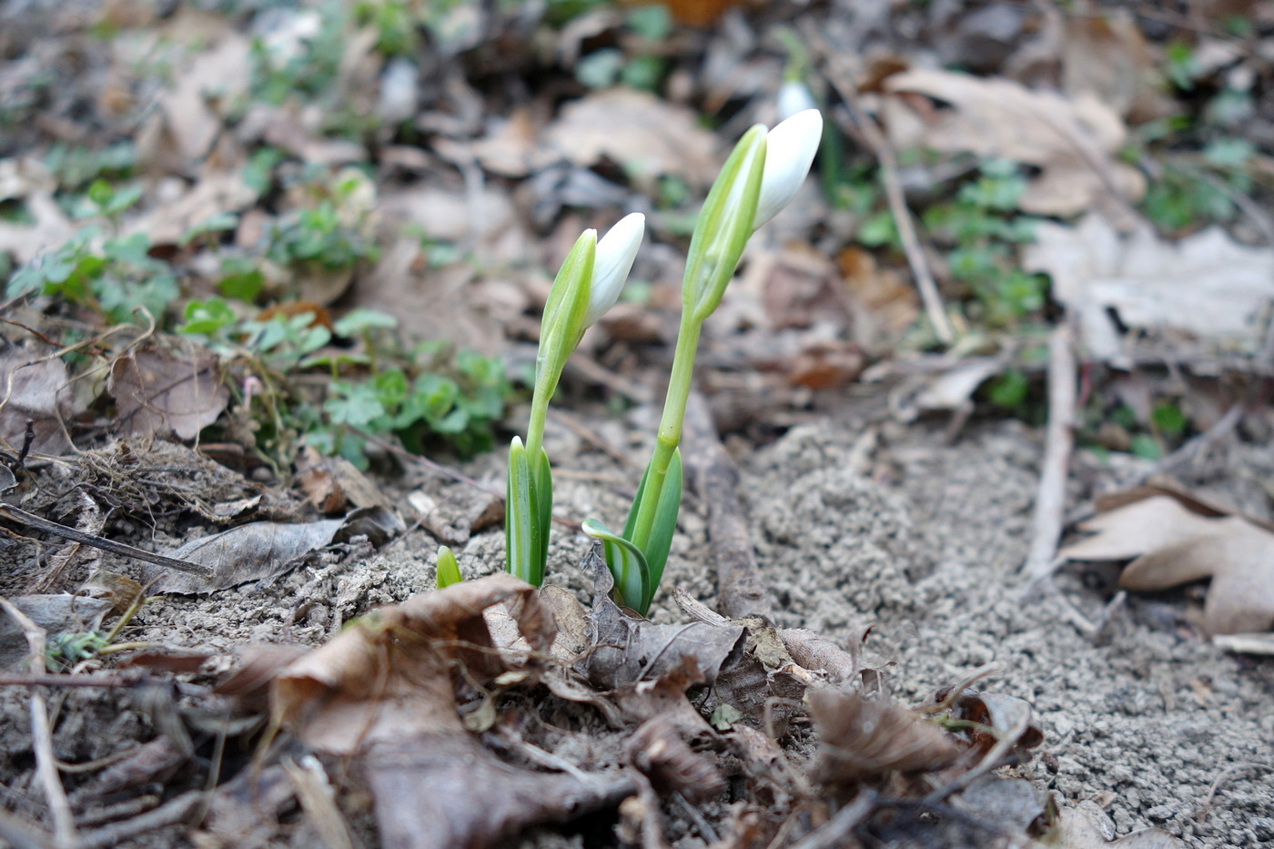 Image of Galanthus plicatus specimen.