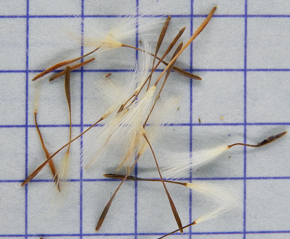 Изображение особи Crepis rhoeadifolia.