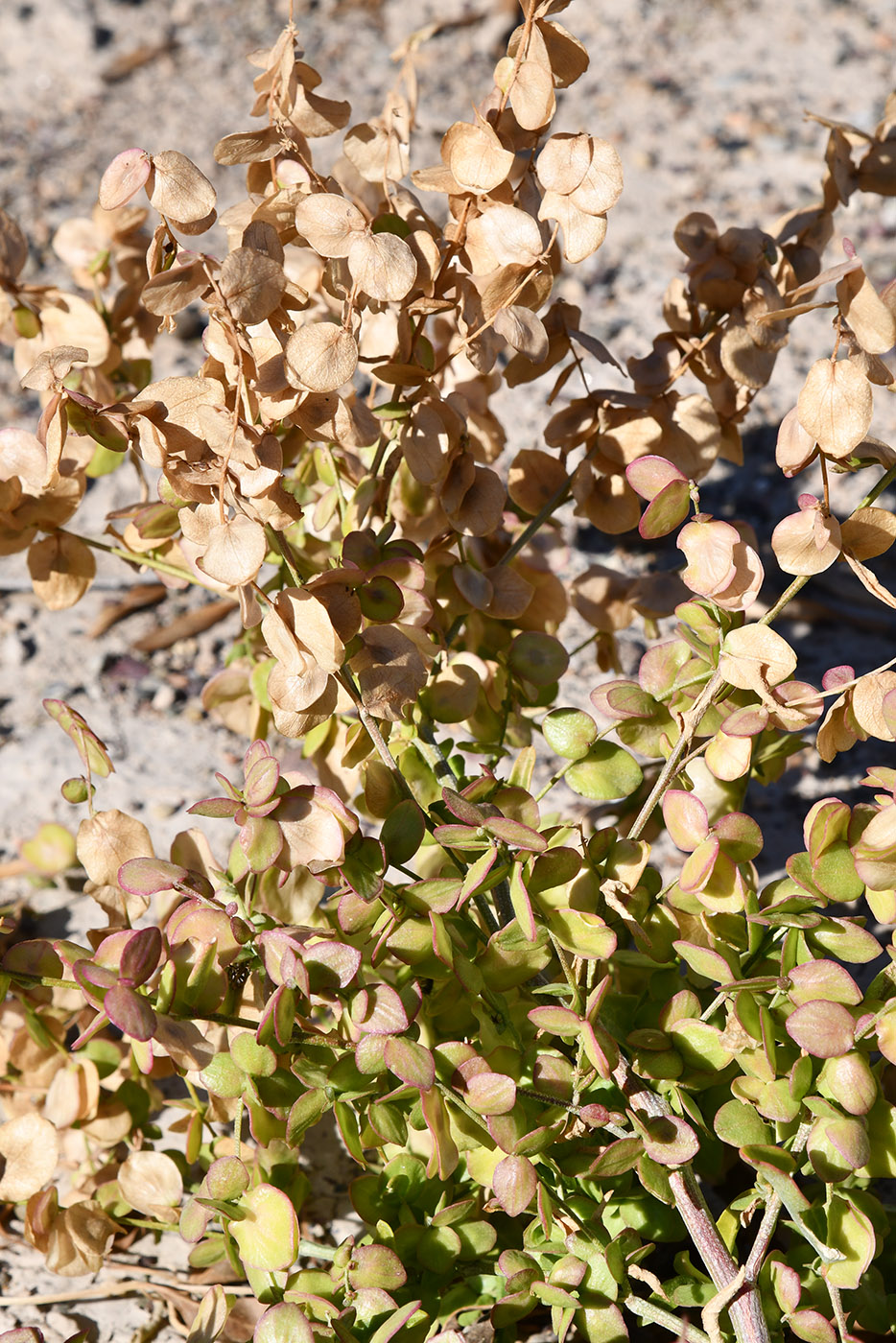 Изображение особи Atriplex aucheri.