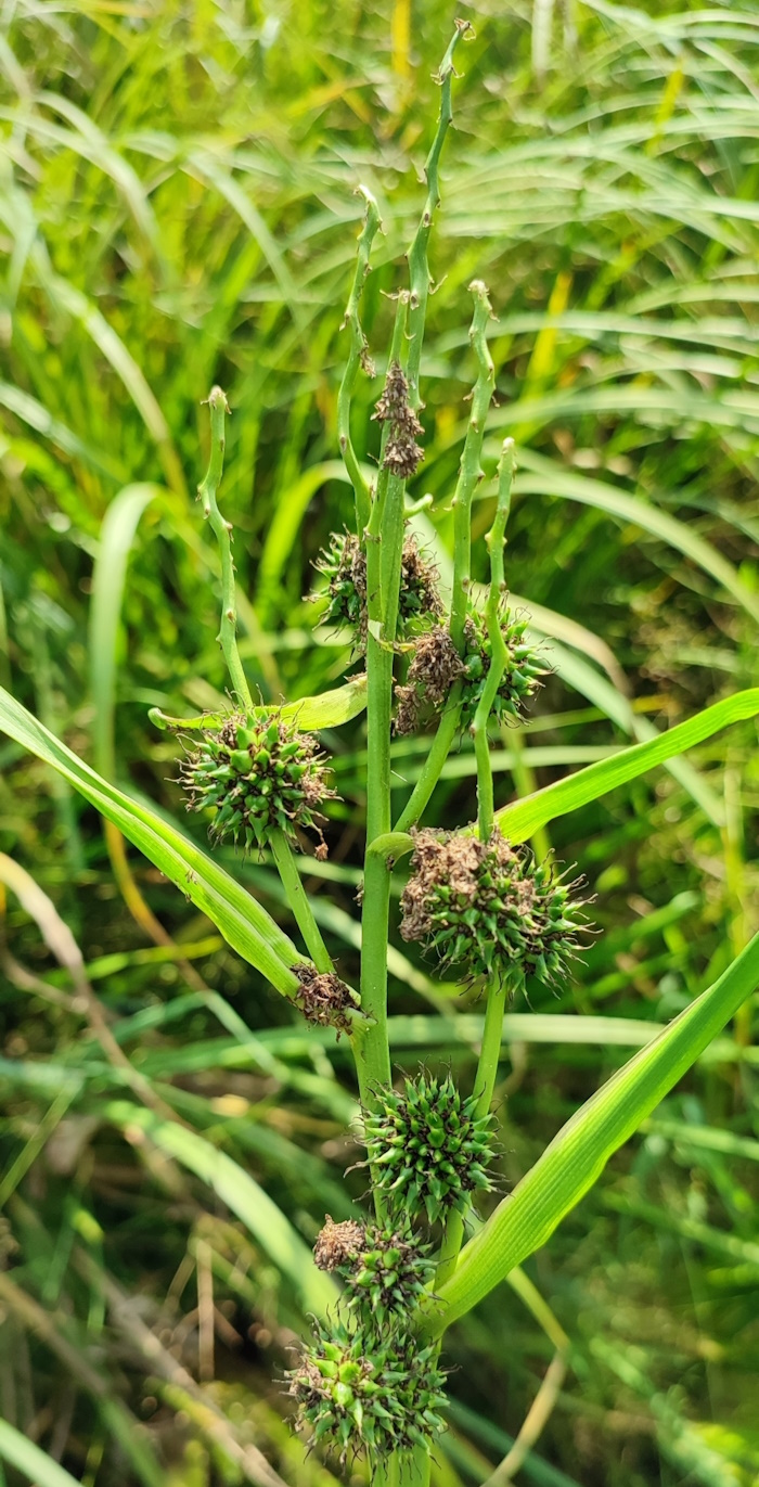Изображение особи Sparganium erectum.