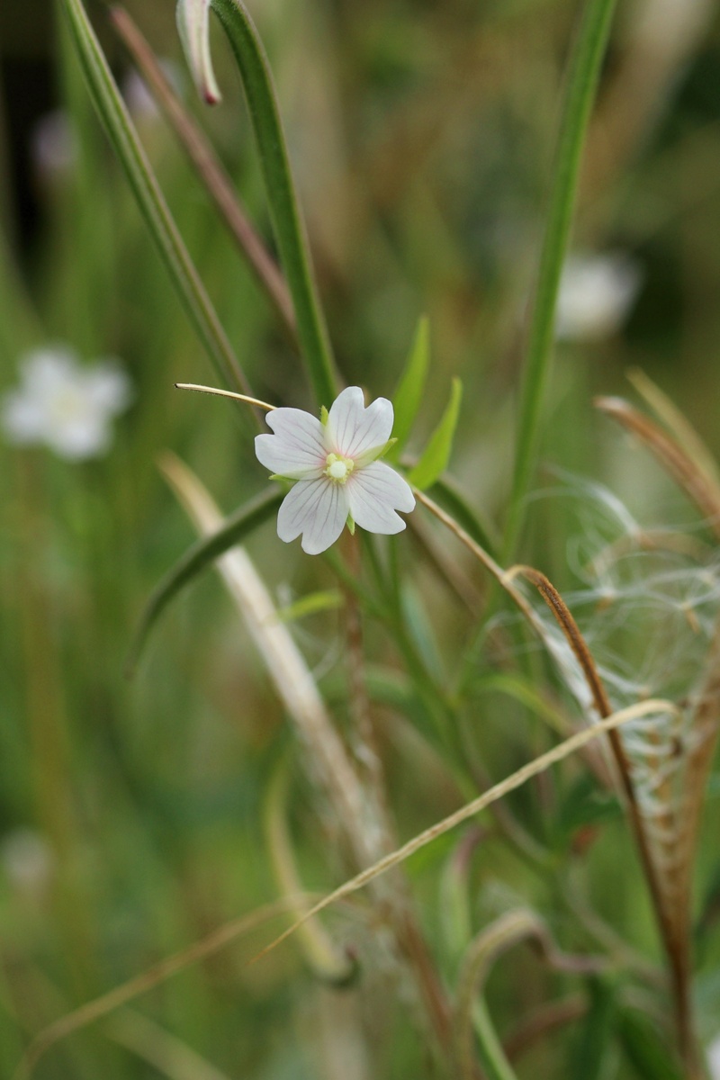 Изображение особи Epilobium palustre.