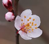 Armeniaca sibirica