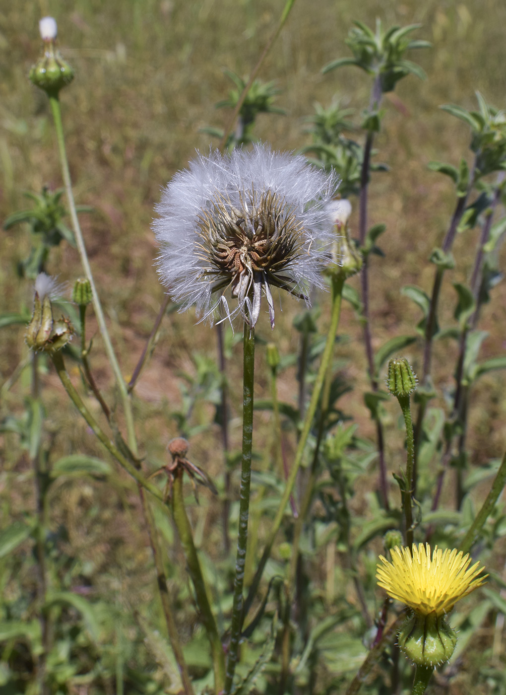 Image of Urospermum picroides specimen.