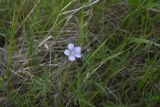genus Linum
