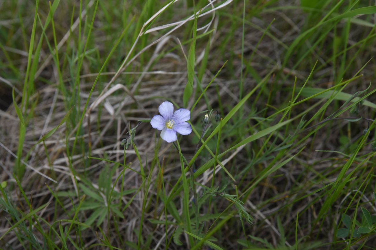 Изображение особи род Linum.