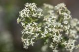 genus Galium. Часть соцветия с увядающими цветками и завязавшимися плодами. Крым, городской округ Ялта, окр. пгт Санаторное (Меллас), заброшенный парк, на каменном ограждении. 09.06.2025.