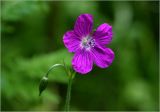 Geranium palustre. Цветок. Московская обл., Раменский р-н, окр. ж.-д. платформы Хрипань, просека в смешанном лесу. 23.06.2025.