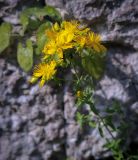 род Hypericum. Соцветие. Абхазия, окр. г. Новый Афон, вершина Иверской горы, подпорная крепостная стена. 12.06.2025.