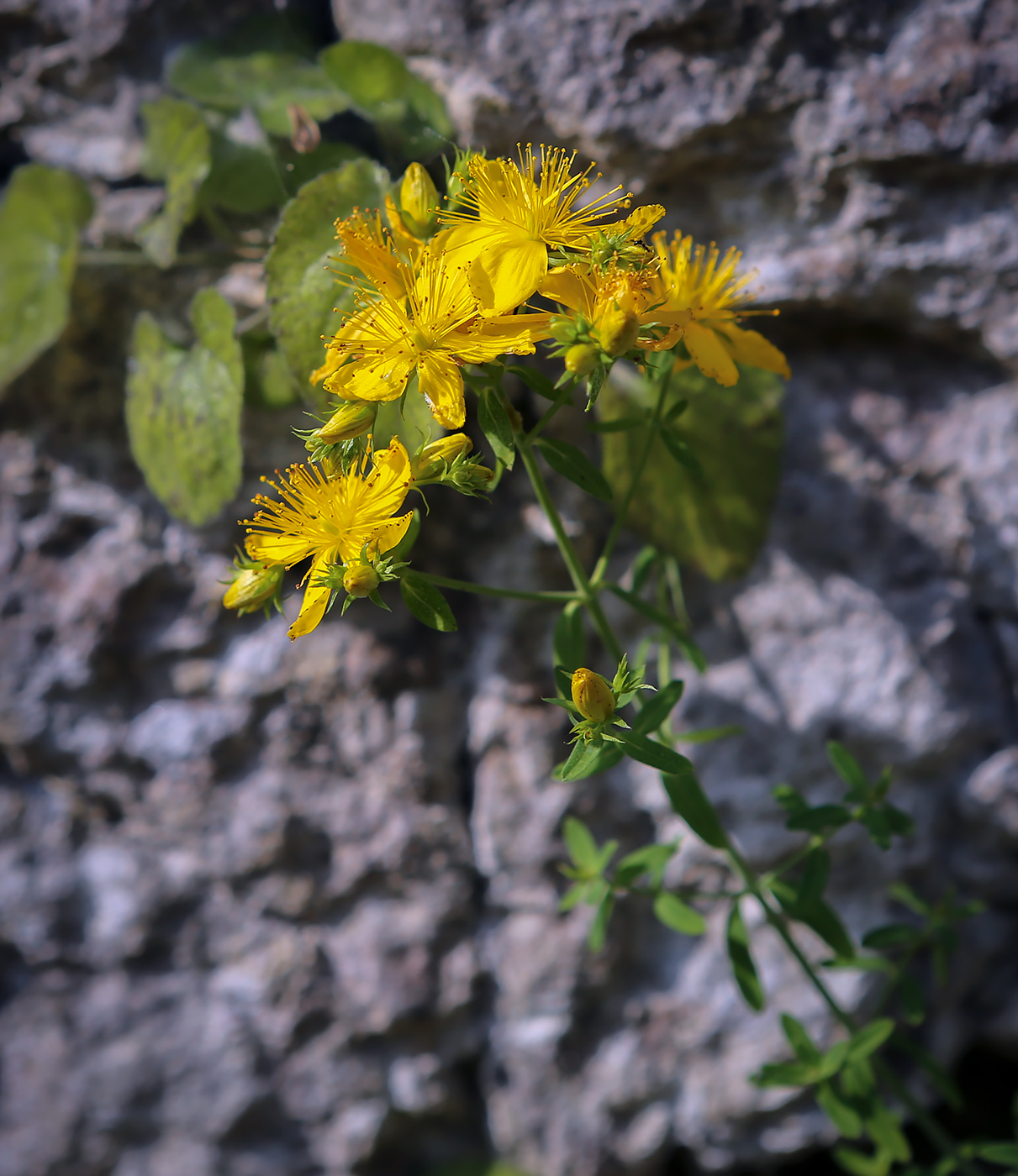 Image of Hypericum perforatum specimen.