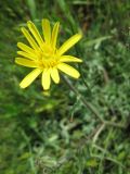genus Podospermum. Соцветие. Крым, Симферополь, Петровские скалы. 13 мая 2010 г.